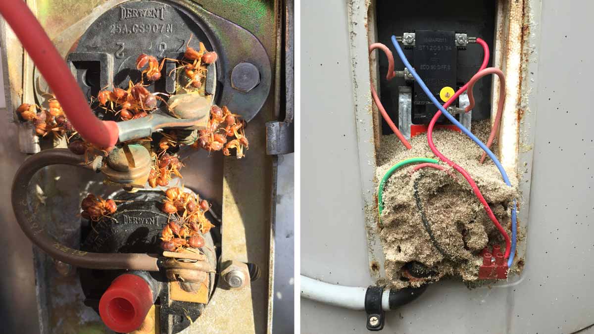 diy water heater maintenance ants